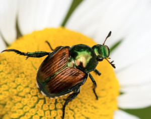 Cover photo for Battle of the Bugs - Conquering Japanese Beetles in Your Garden
